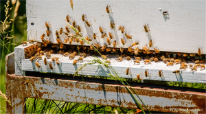 Sponsor a Green-Wood Beehive